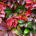Parthenocissus - Дикий виноград